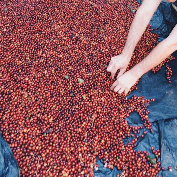 New offerings from the Menendez family of El Salvador